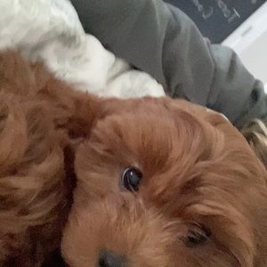 Meet your Posher, Lucy